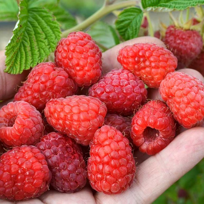 Malina (Rubus idaeus) POKUSA