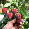 Malina (Rubus idaeus) POLESIE