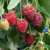 Malina (Rubus idaeus) POLESIE