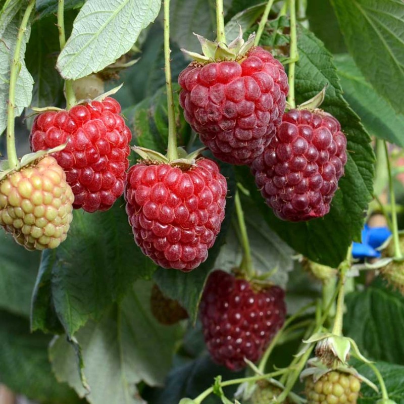 Malina (Rubus idaeus) POLESIE