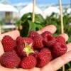 Himbeere (Rubus idaeus) POLKA