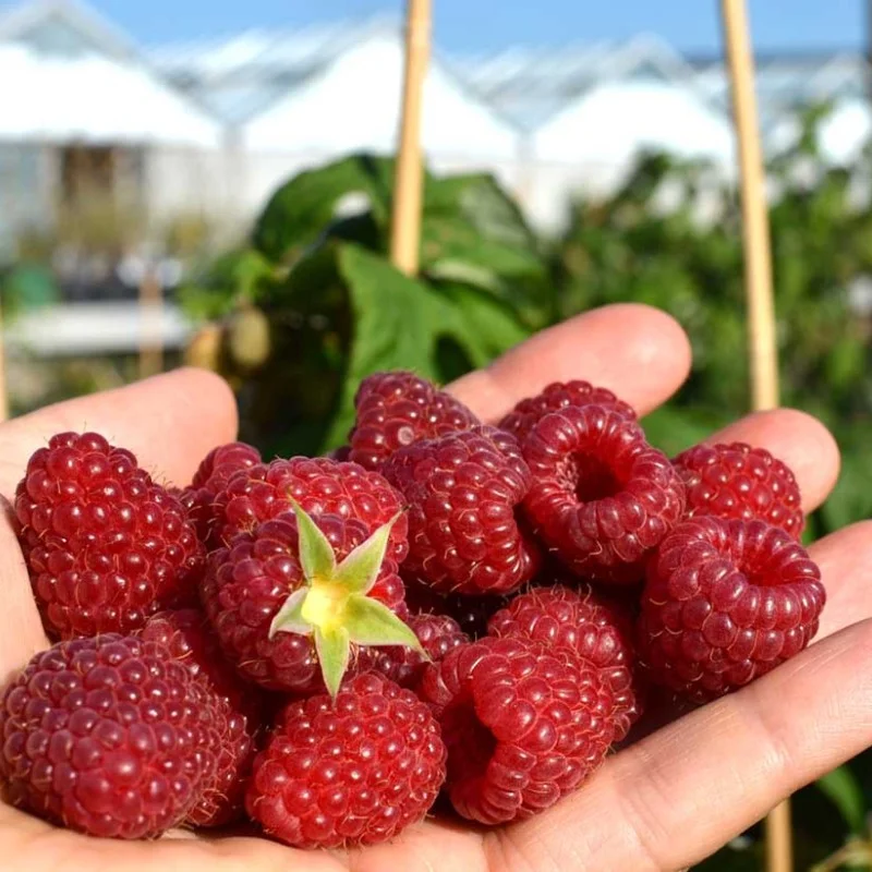 Himbeere (Rubus idaeus) POLKA