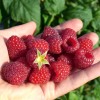 Malina (Rubus idaeus) POLKA