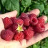 Himbeere (Rubus idaeus) POLKA