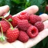 Himbeere (Rubus idaeus) POLKA