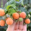 Malina (Rubus idaeus) PORANNA ROSA
