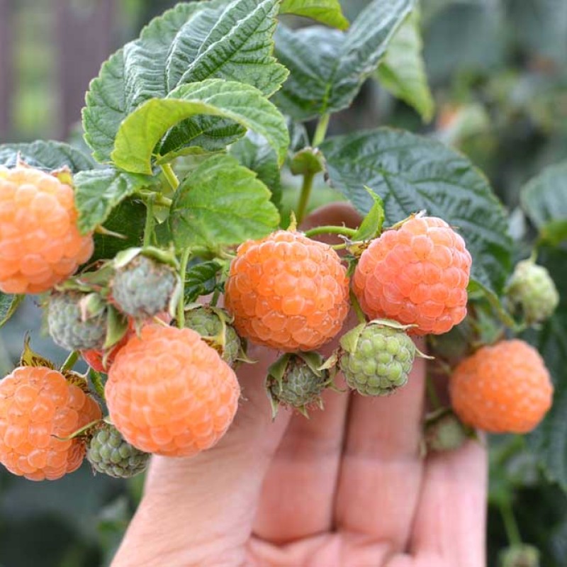 Malina (Rubus idaeus) PORANNA ROSA