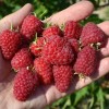 Malina (Rubus idaeus) SOKOLICA