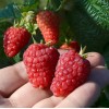 Malina (Rubus idaeus) SOKOLICA
