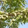 Almond (Amygdalus communis) FERRAGNES