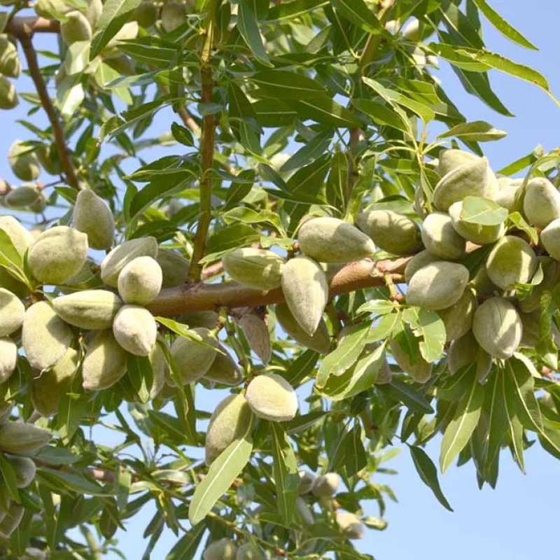 Almond (Amygdalus communis) FERRAGNES