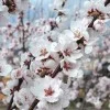 Almond (Amygdalus communis) FERRAGNES