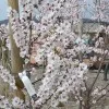 Almond (Amygdalus communis) FERRAGNES