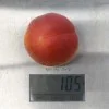 Aprikose (Prunus armeniaca) AMIRAL