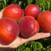 Marhuľa (Prunus armeniaca) AMIRAL