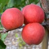 Marhuľa (Prunus armeniaca) AMIRAL