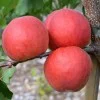 Aprikose (Prunus armeniaca) AMIRAL