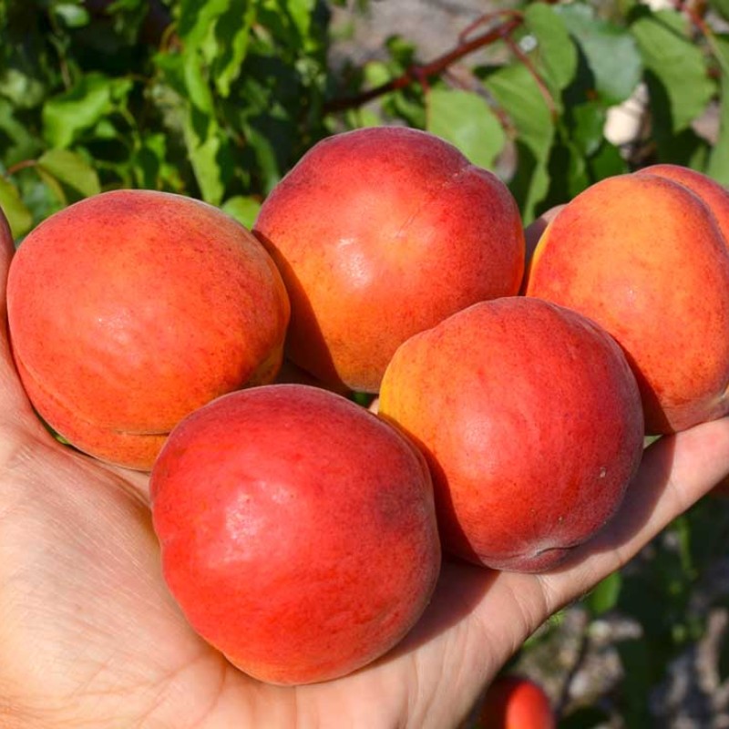 Marhuľa (Prunus armeniaca) AMIRAL