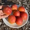 Aprikose (Prunus armeniaca) AMIRAL