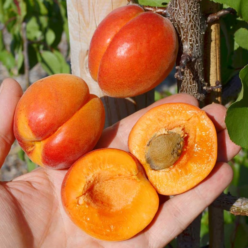 Marhuľa stĺpová (Prunus armeniaca) CAMPANILO