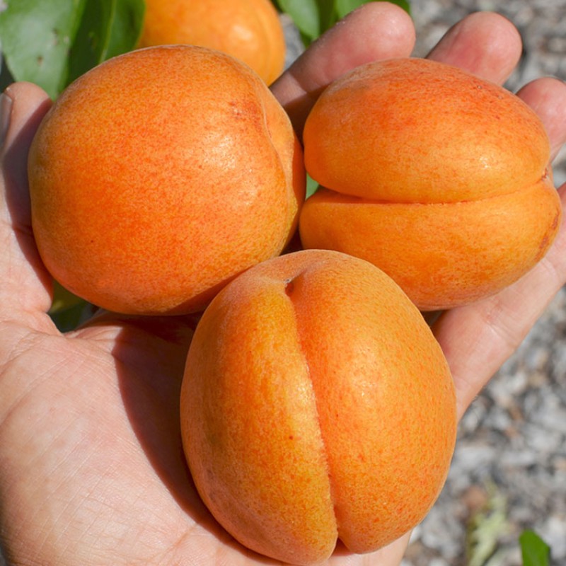 Marhuľa (Prunus armeniaca) DACIA