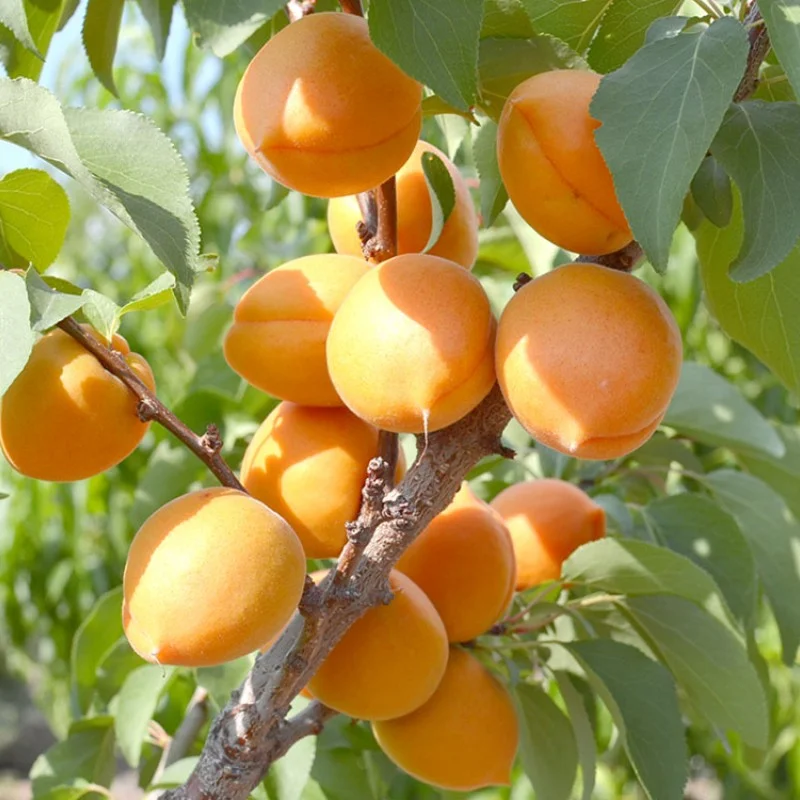 Marhuľa (Prunus armeniaca) HARCOT