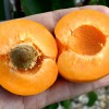 Marhuľa (Prunus armeniaca) HARGRAND