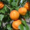 Marhuľa (Prunus armeniaca) HAROGEM