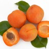 Marhuľa (Prunus armeniaca) HAROGEM