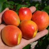 Marhuľa (Prunus armeniaca) HILDE
