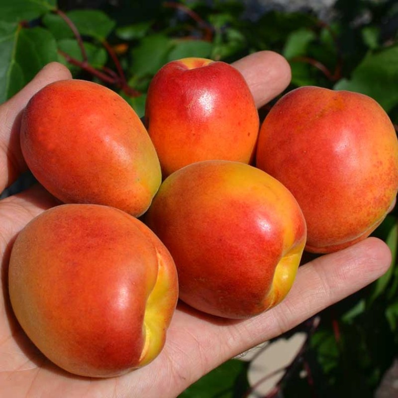 Marhuľa (Prunus armeniaca) HILDE