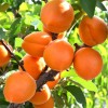 Marhuľa (Prunus armeniaca) COMPACTA