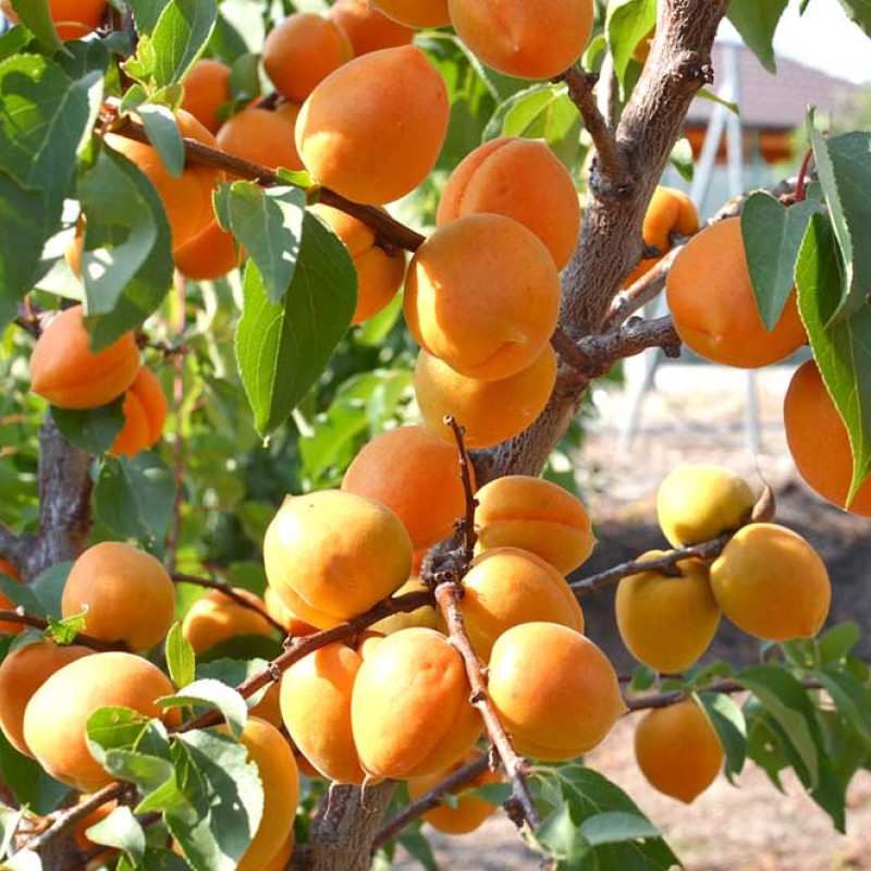Marhuľa (Prunus armeniaca) COMPACTA
