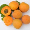 Marhuľa (Prunus armeniaca) MINO