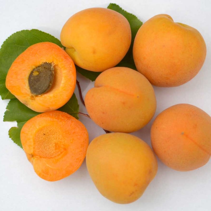 Marhuľa (Prunus armeniaca) MINO
