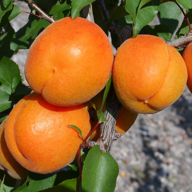 Apricot (Prunus armeniaca) MONASTYRSKY