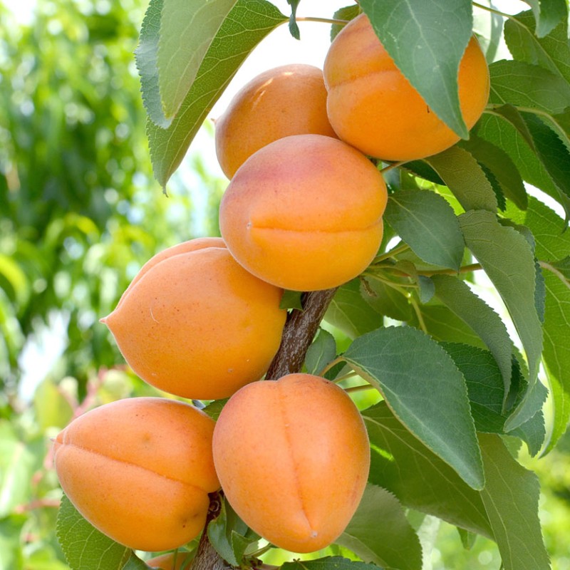 Marhuľa (Prunus armeniaca) OLIMP