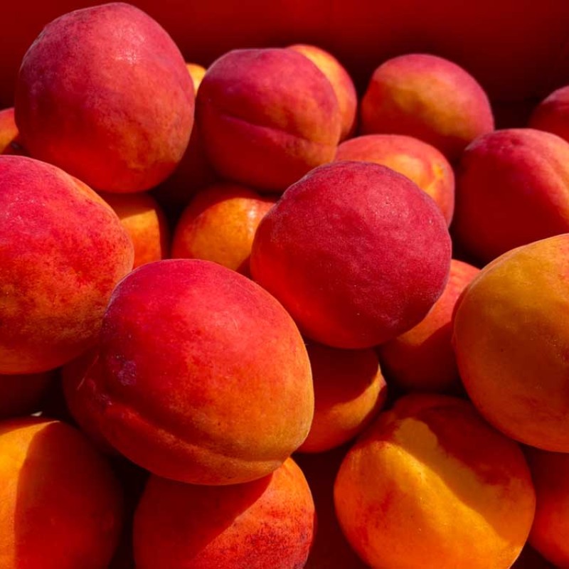 Marhuľa (Prunus armeniaca) ORANGERED