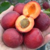 Apricot (Prunus armeniaca) RUBISTA