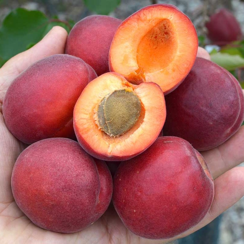 Apricot (Prunus armeniaca) RUBISTA