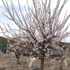 Apricot (Prunus armeniaca) SHALAKH pineapple
