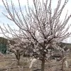 Apricot (Prunus armeniaca) SHALAKH pineapple
