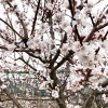 Apricot (Prunus armeniaca) SHALAKH pineapple