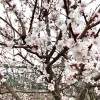 Apricot (Prunus armeniaca) SHALAKH pineapple