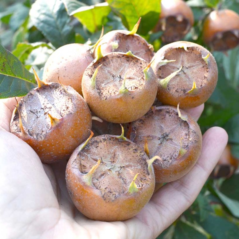 Mispel (Mespilus germanica) NOTTINGHAM