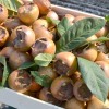 Mispel (Mespilus germanica) NOTTINGHAM
