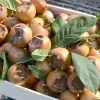 Mišpuľa (Mespilus germanica) NOTTINGHAM