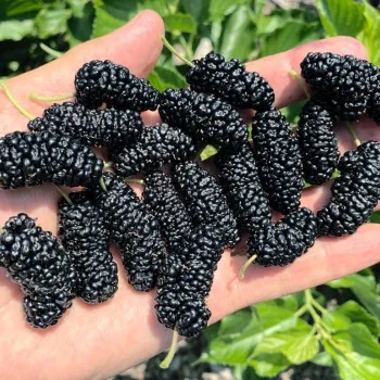 Mulberry (Morus nigra) GALICIA