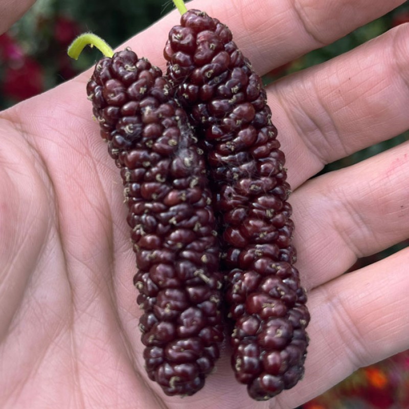 Moruša (Morus macroura) PAKISTAN RED