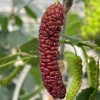 Moruša (Morus macroura) PAKISTAN RED